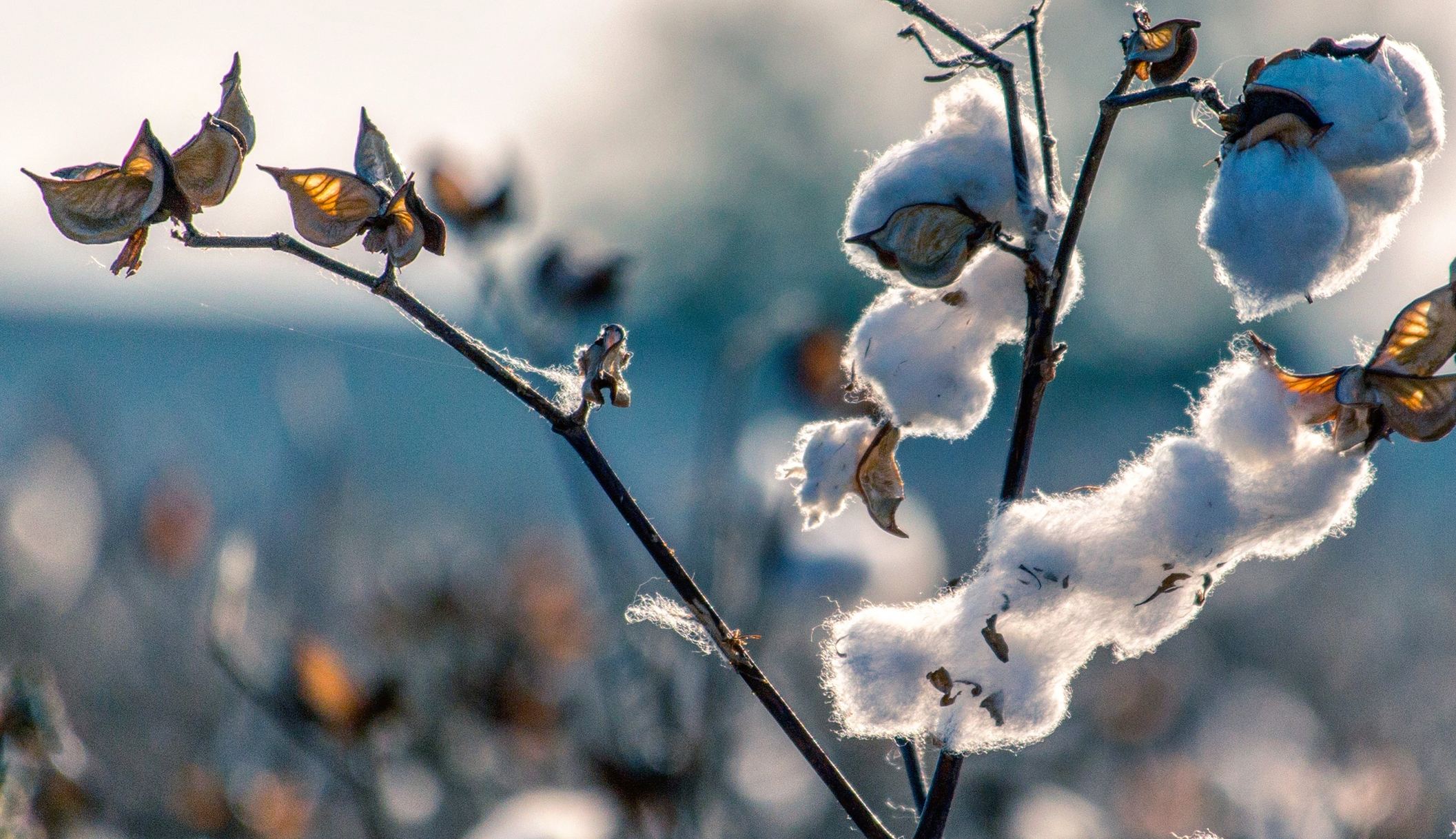 Nous proposons une gamme de textiles issus de l'agriculture biologique